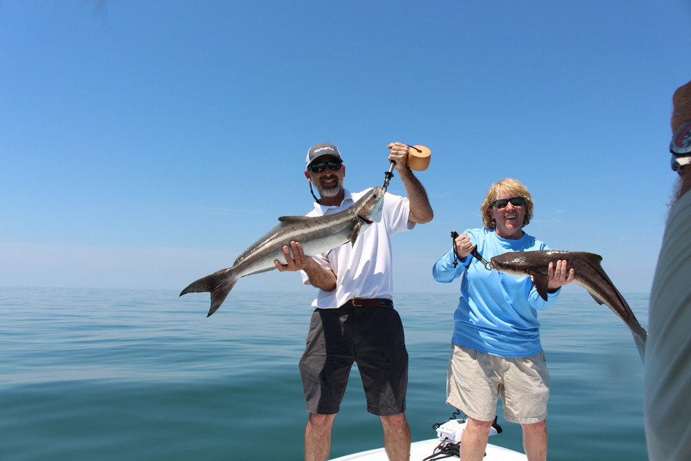 cobia fish