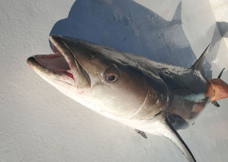 cobia caught fishing on a boat