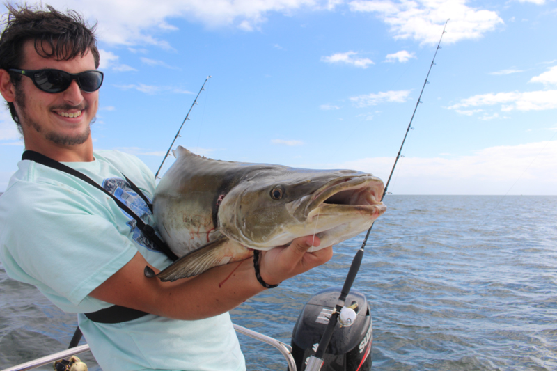 cobia fish