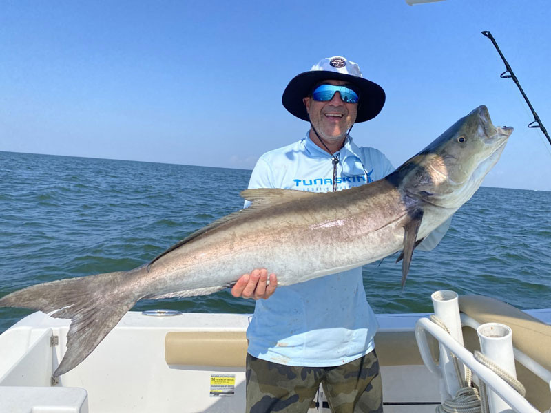 cobia caught on chesapeake bay