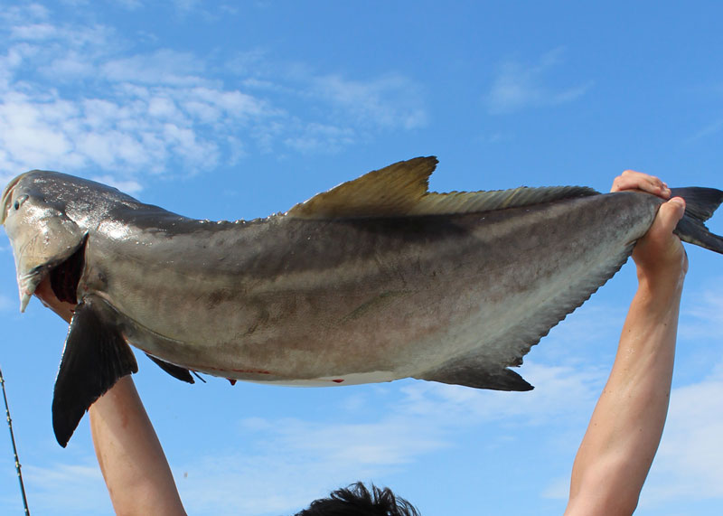 coba fishing