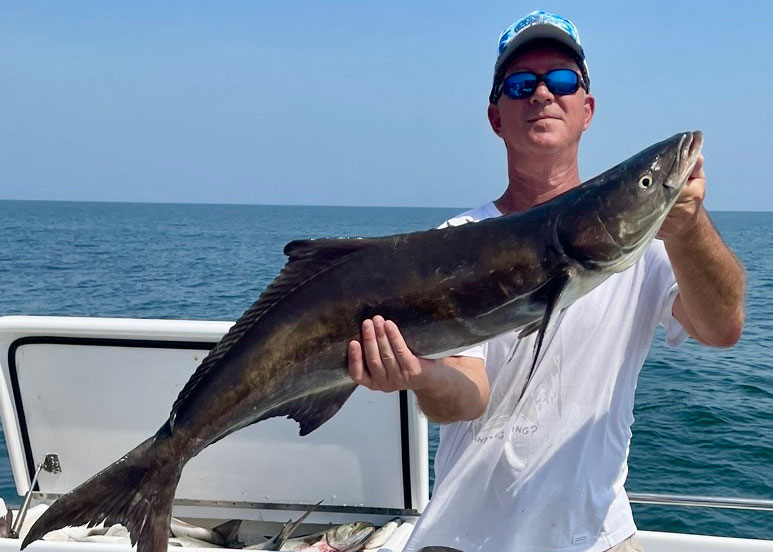 cobia in the chesapeake bay