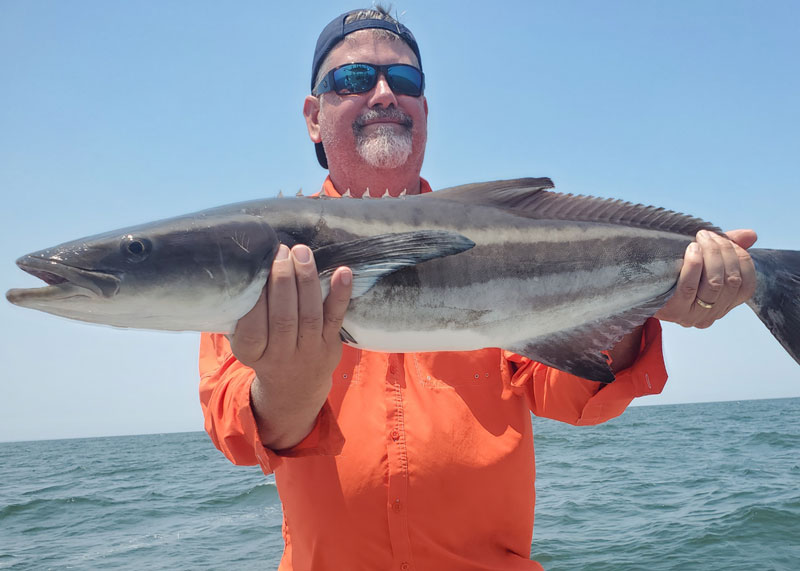 cobia fishing in the chesapeake bay