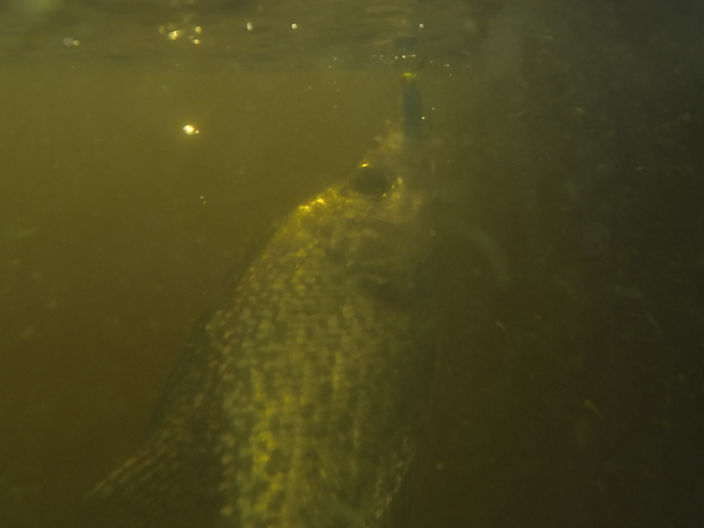 crappie fish underwater picture