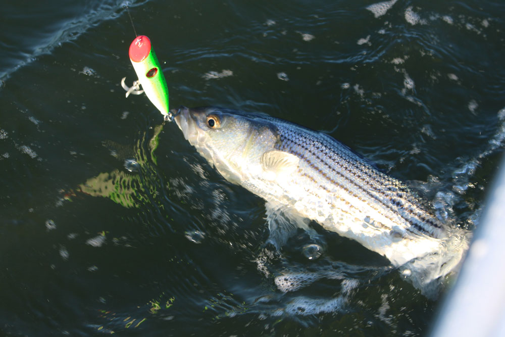 fishing with wood plug