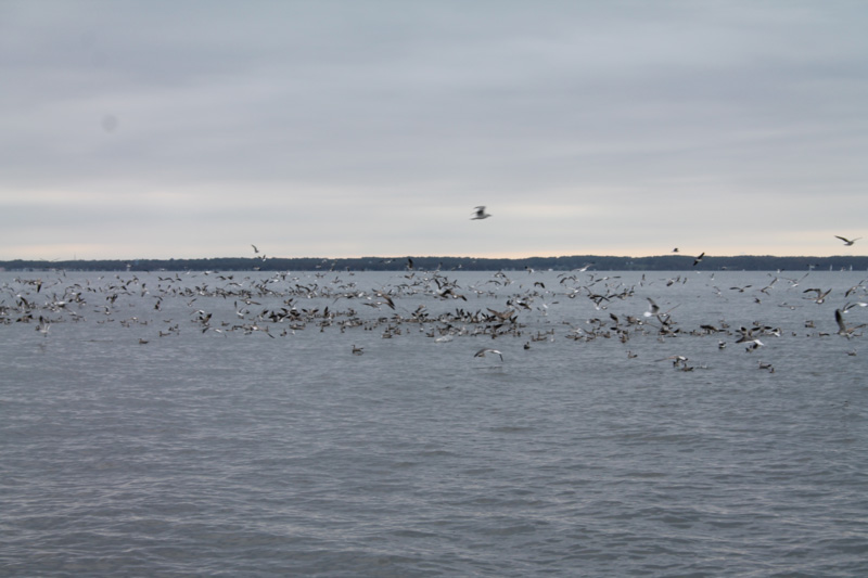 birds diving on fish