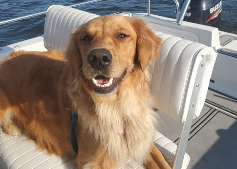 dog on a boat