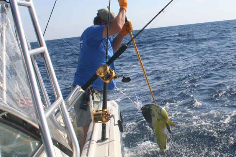 caught a mahi dolphinfish while trolling