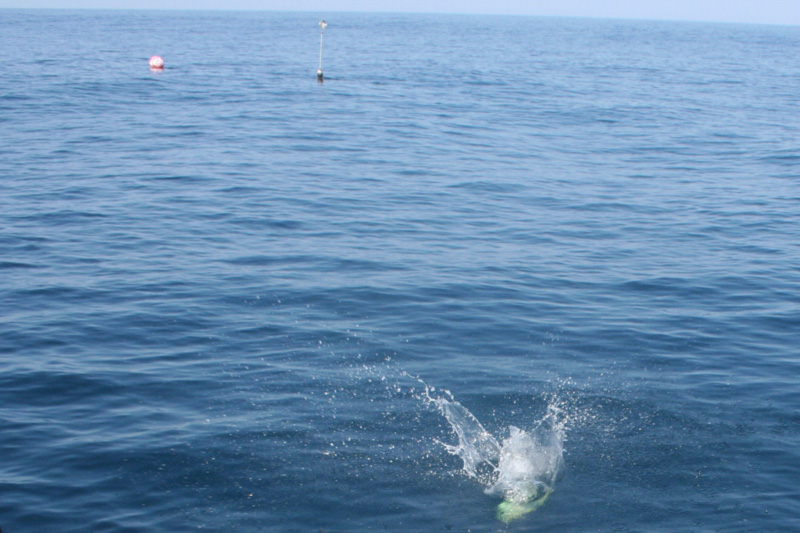 fish jumping near fishing gear