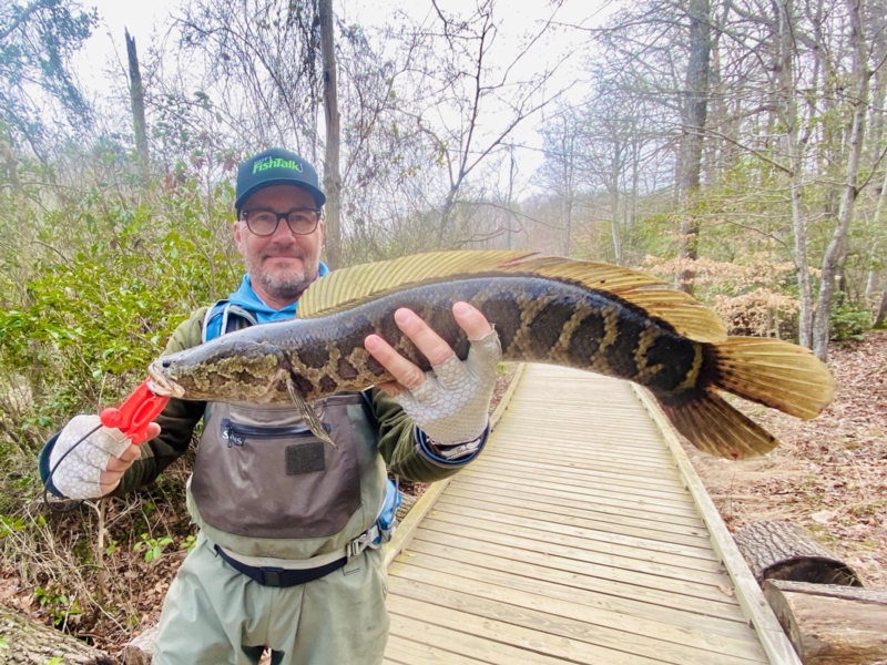 snakehead in spring