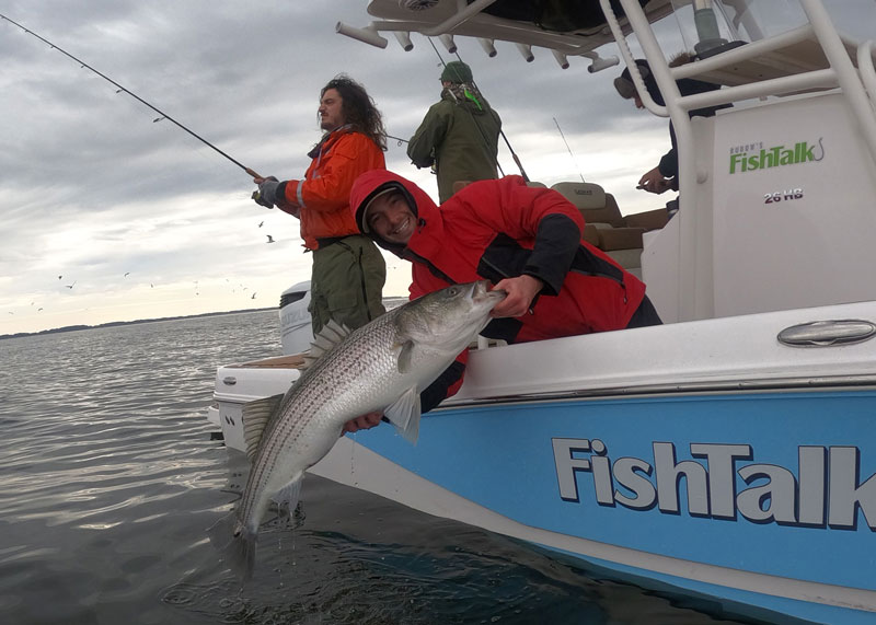 striped bass in december in chesapeake bay