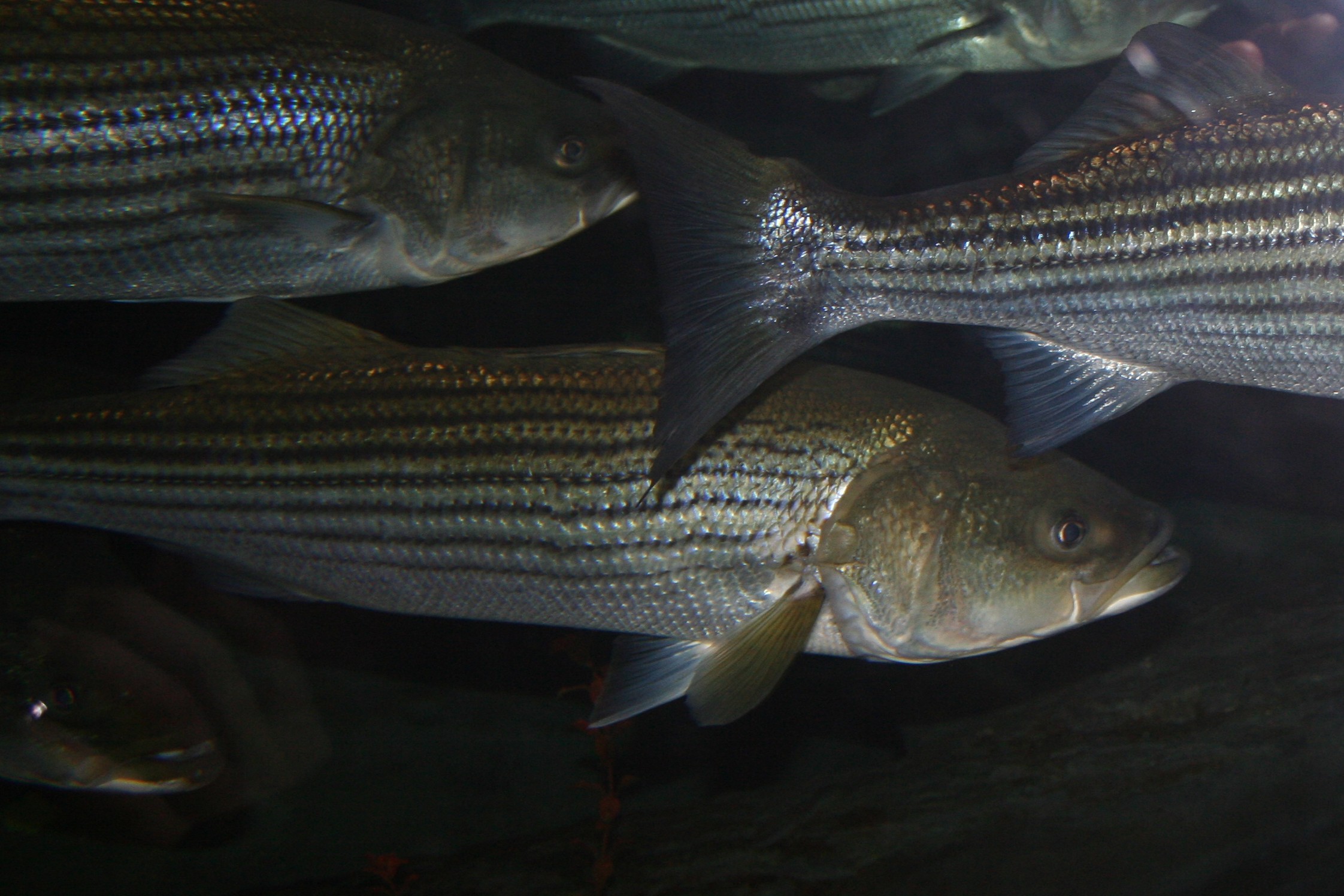 striped bass under water