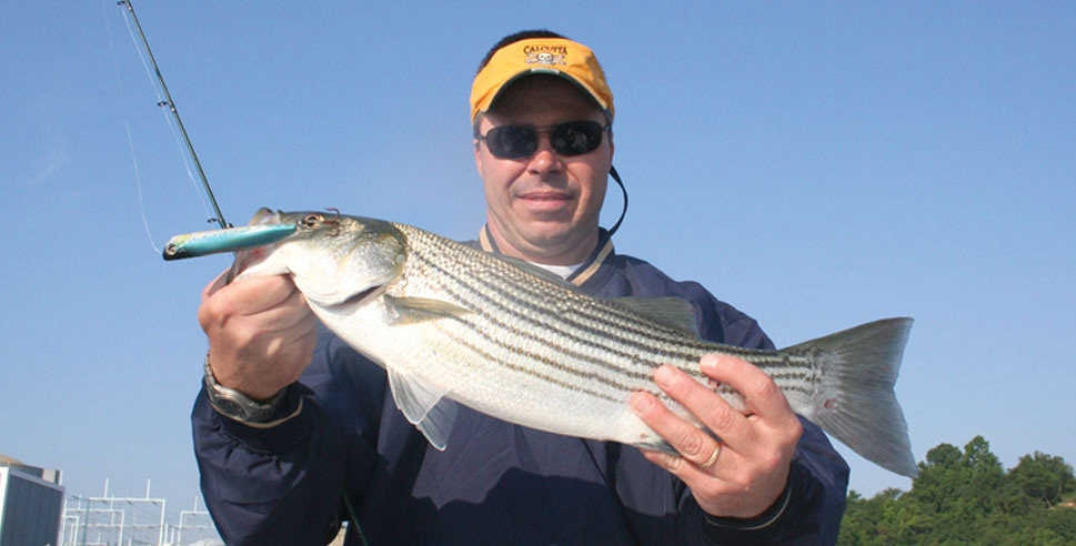 rockfish caught on topwater