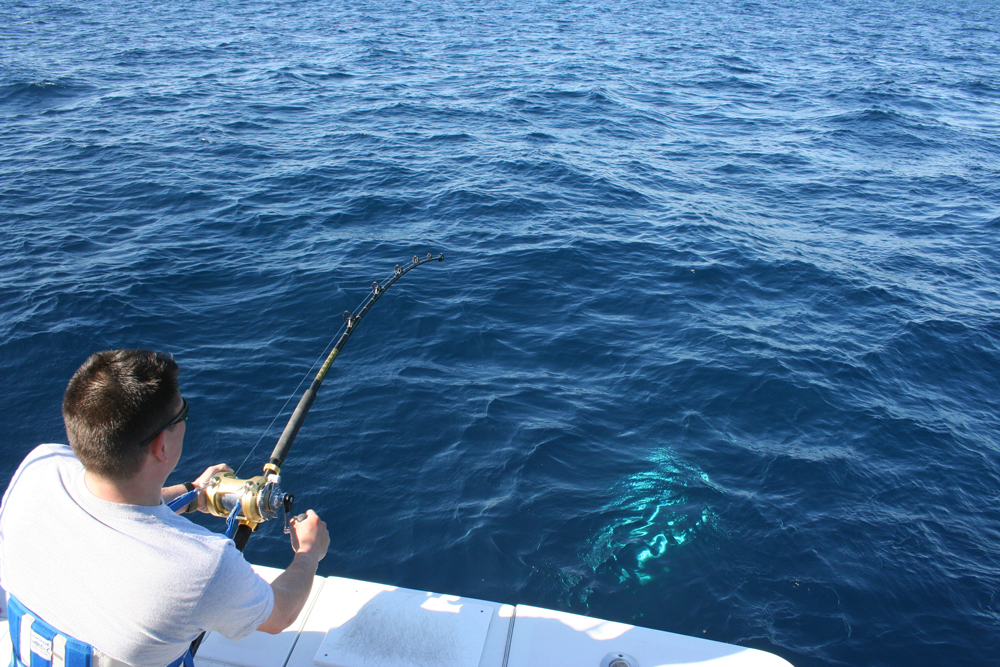 fighting bluefin tuna