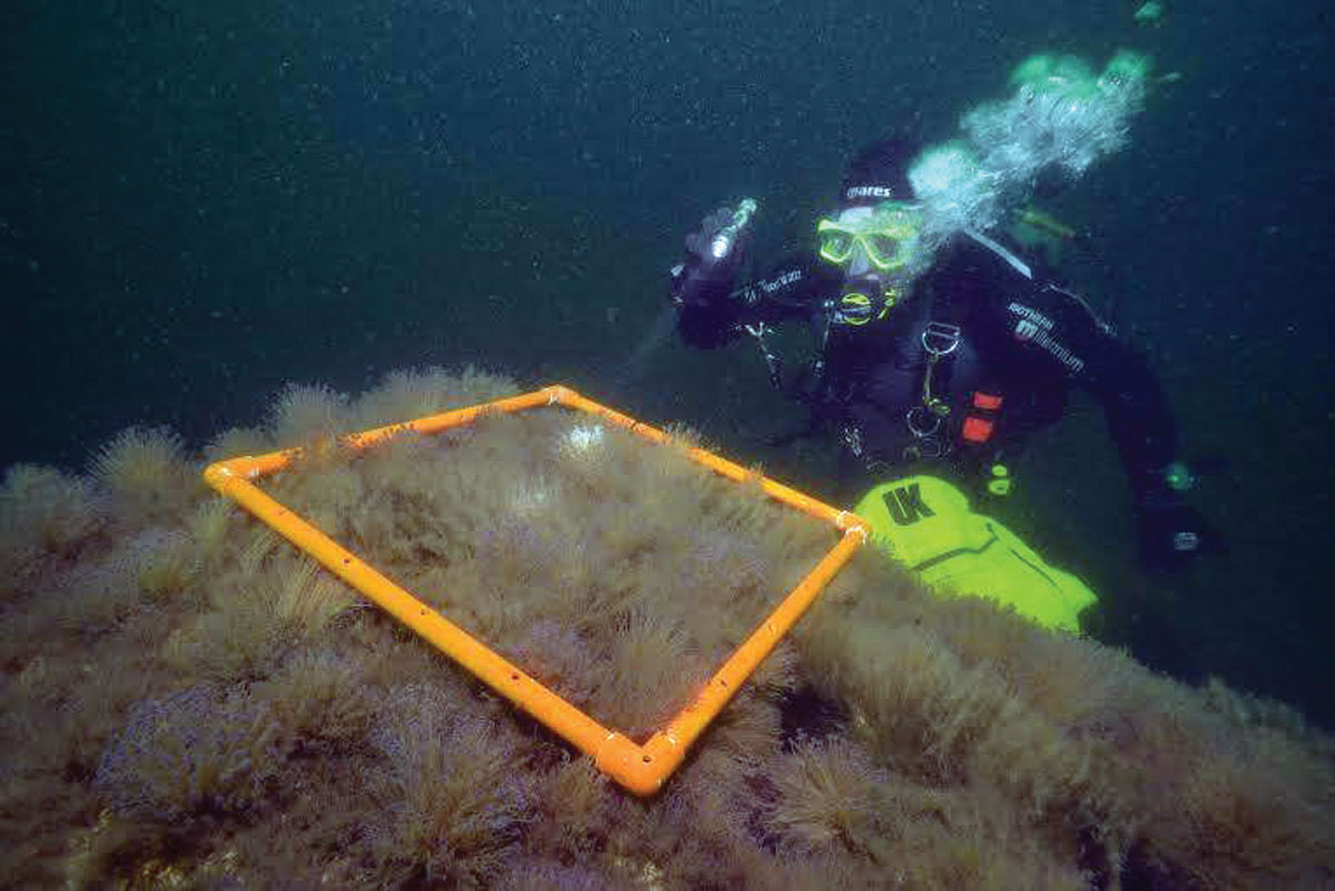 Natural coral grows on artifical reef