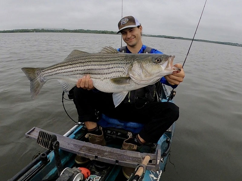 big striper in baltimore city