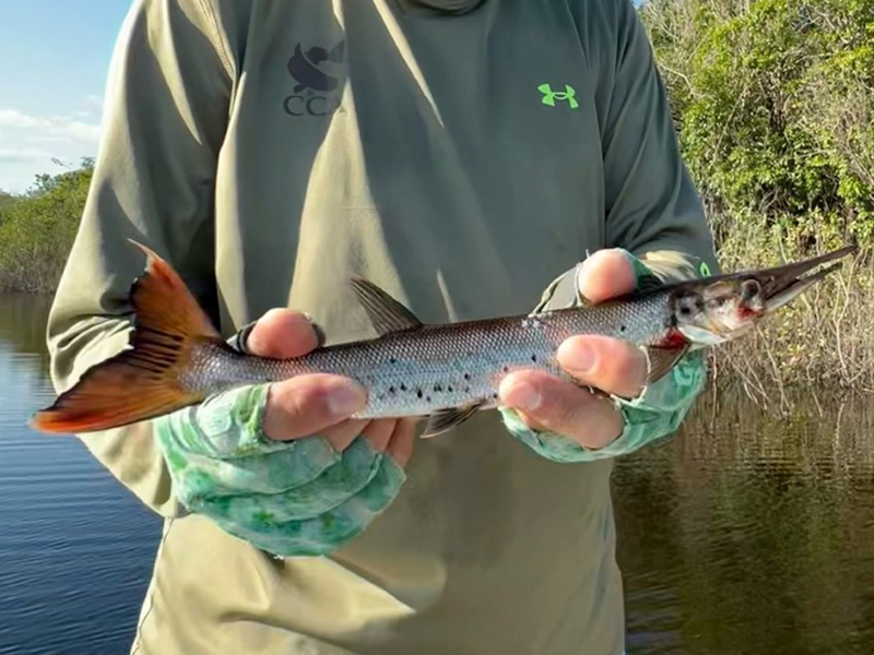 bicuda fish in the amazon