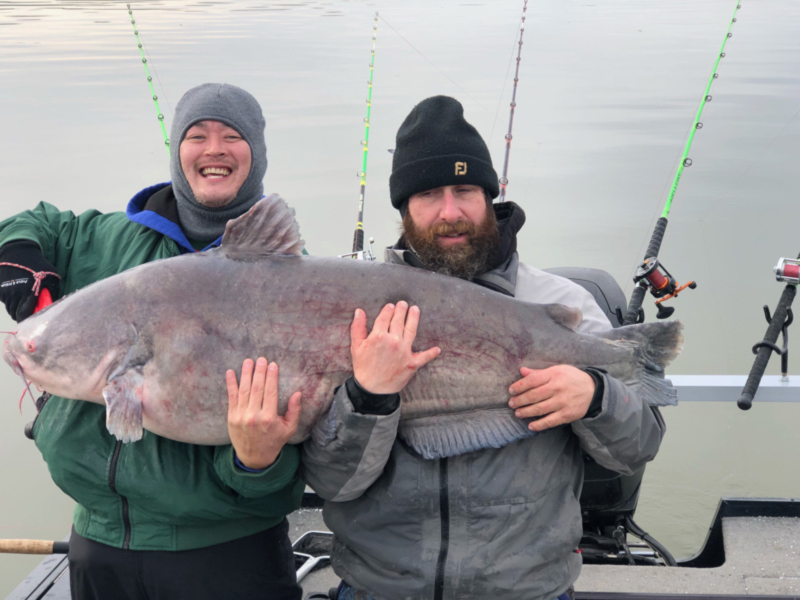 huge catfish from the potomac river