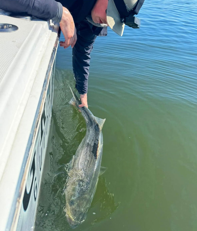 angler releasing a trophy rockfish