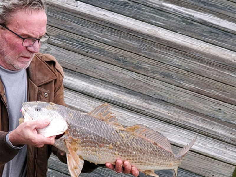 winter red drum