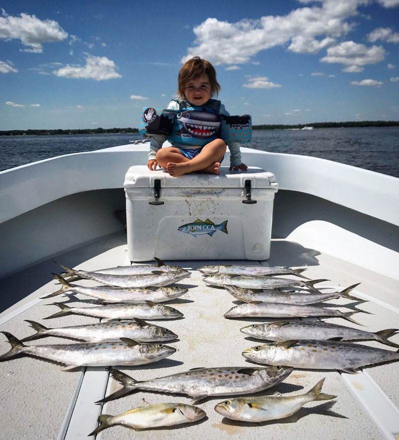 lots of spanish mackerel