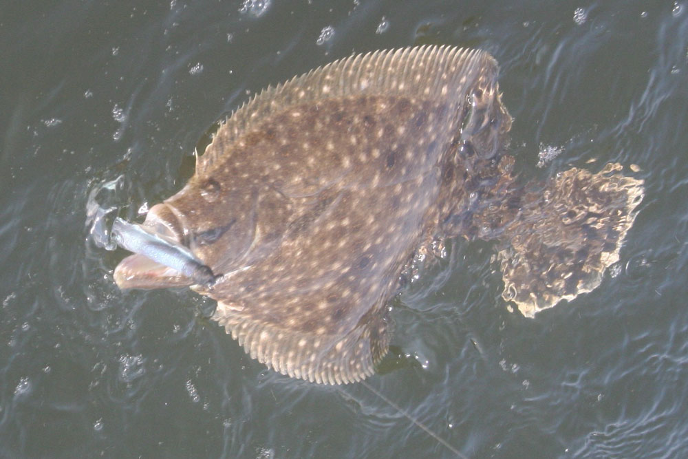 fishing in the pokomoke