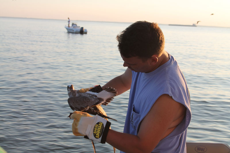 angler caught a bird