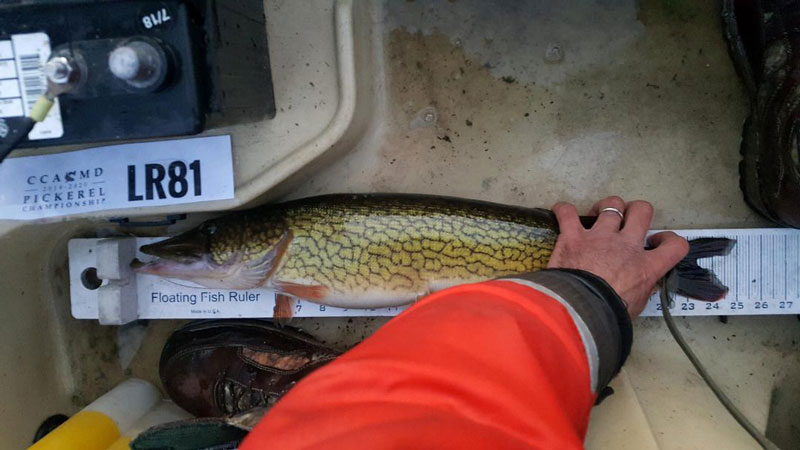 measuring fish in a tournament