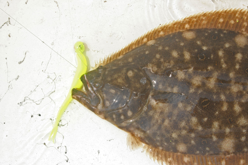 spring flounder fishing