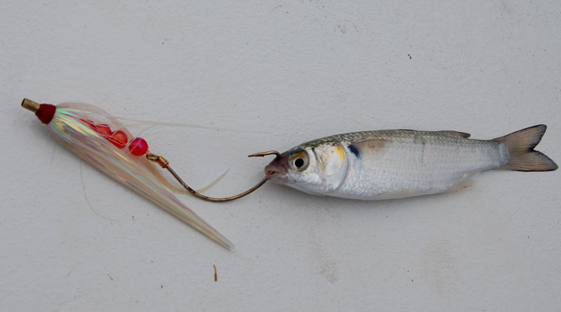 mullet on a flounder rig