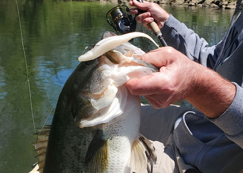 bass caught on a fluke