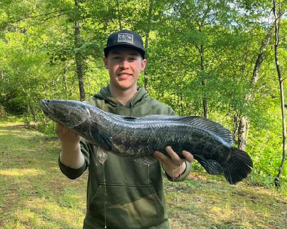 fishing snakeheads