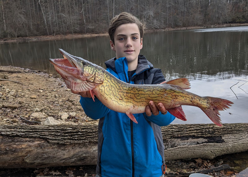 big pickerel in the lake