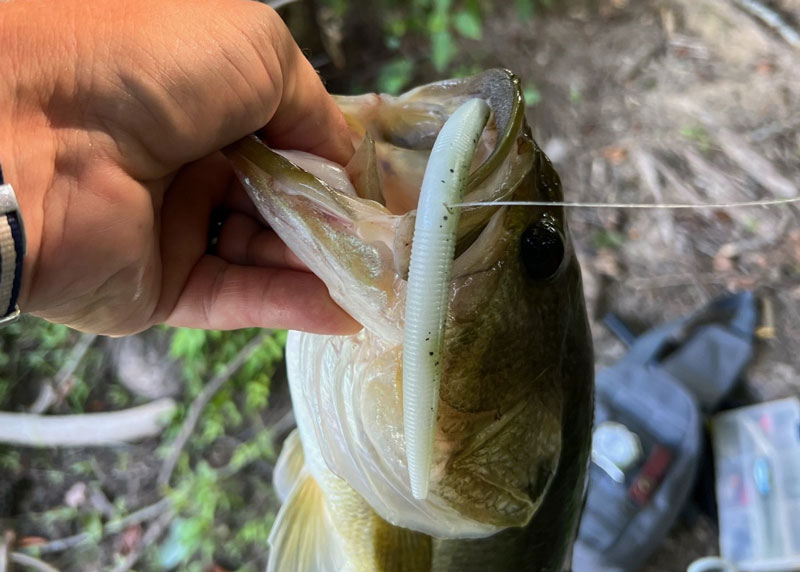 largemouth bass on wacky worms