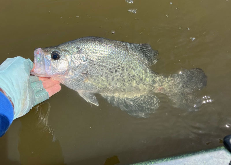 holding a crappie in the water