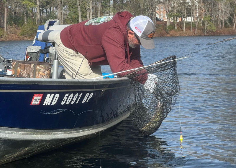 pickerel angler netting a fish