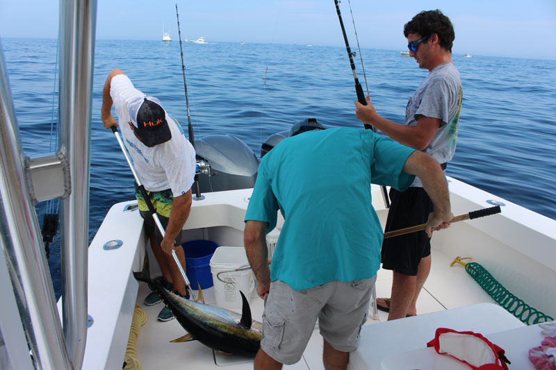 yellowfin tuna gaffing