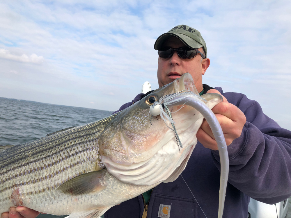 big striped bass ate a bkd