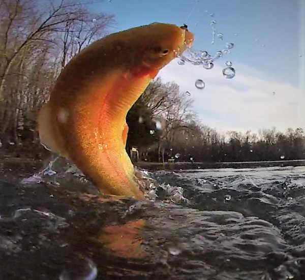 golden trout