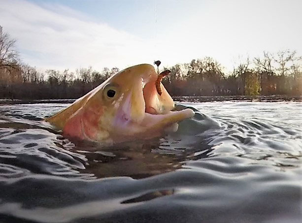 a golden trout on the fishing line