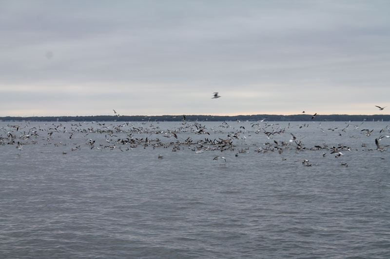 birds diving on fish