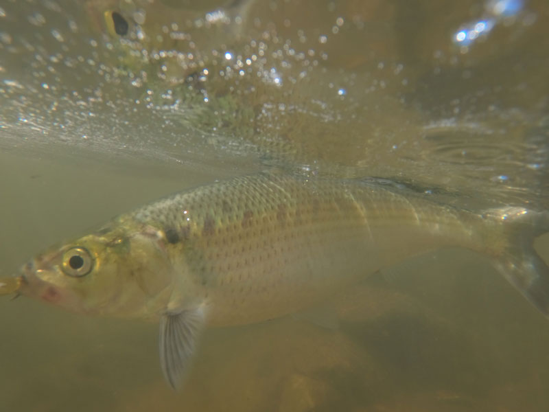 hickory shad fishing