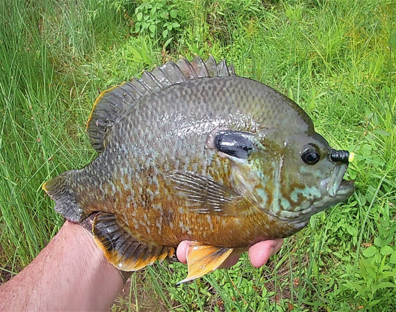 monster bluegill on a ned rig