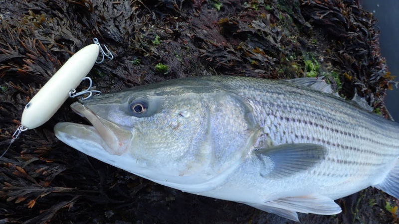 big striper on topwater