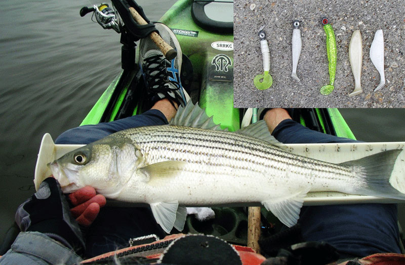 a striper caught kayak trolling