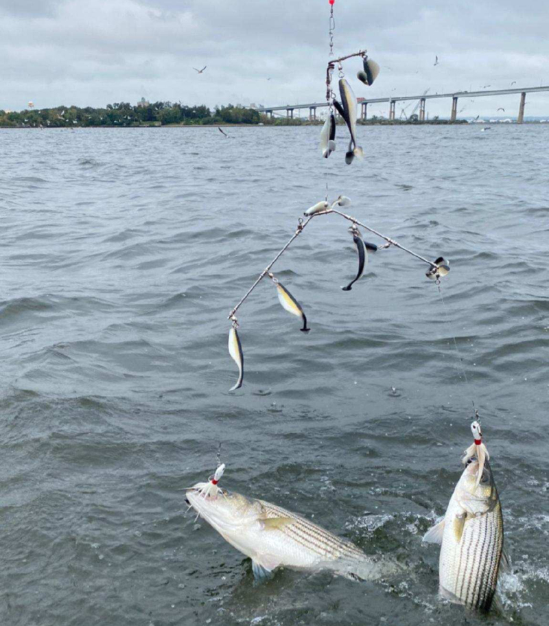 rockfish in baltimore