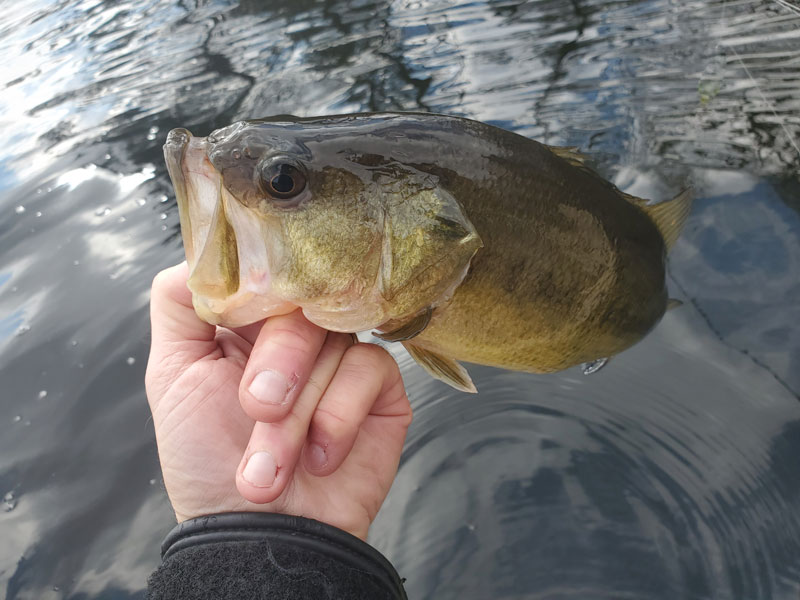 holding a largemouth bass in the water