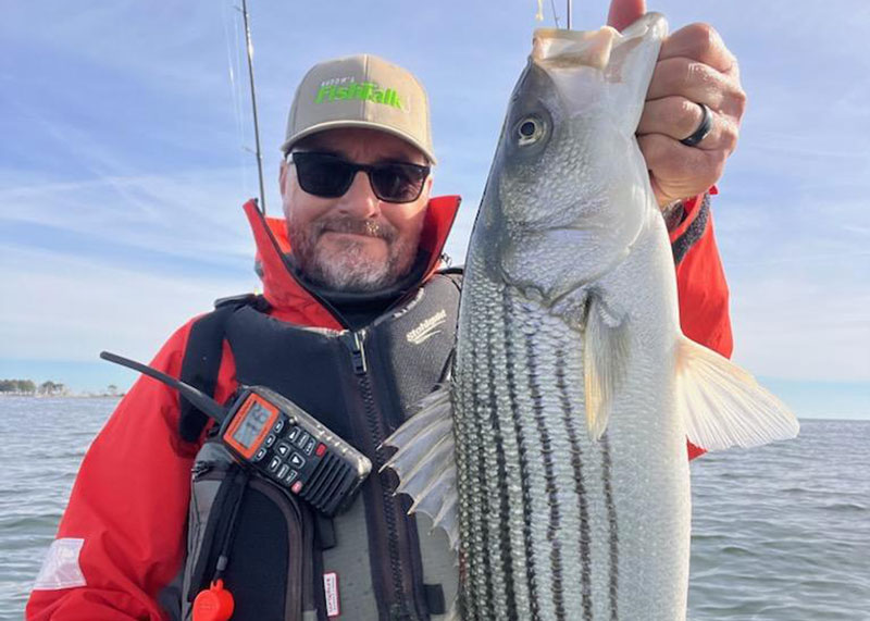 potomac river striped bass