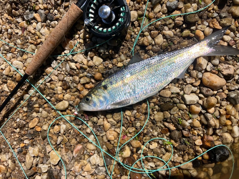 potomac river shad fishing