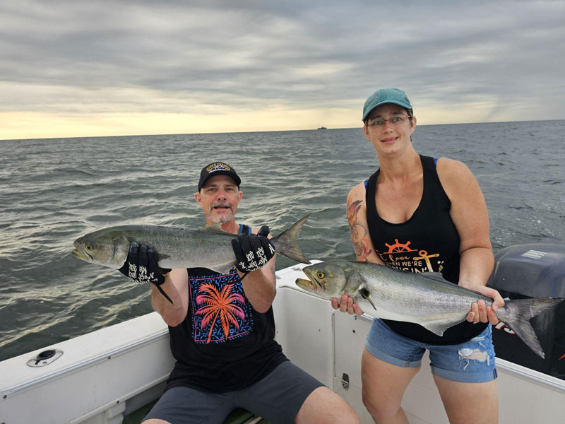 big bluefish in the lower bay